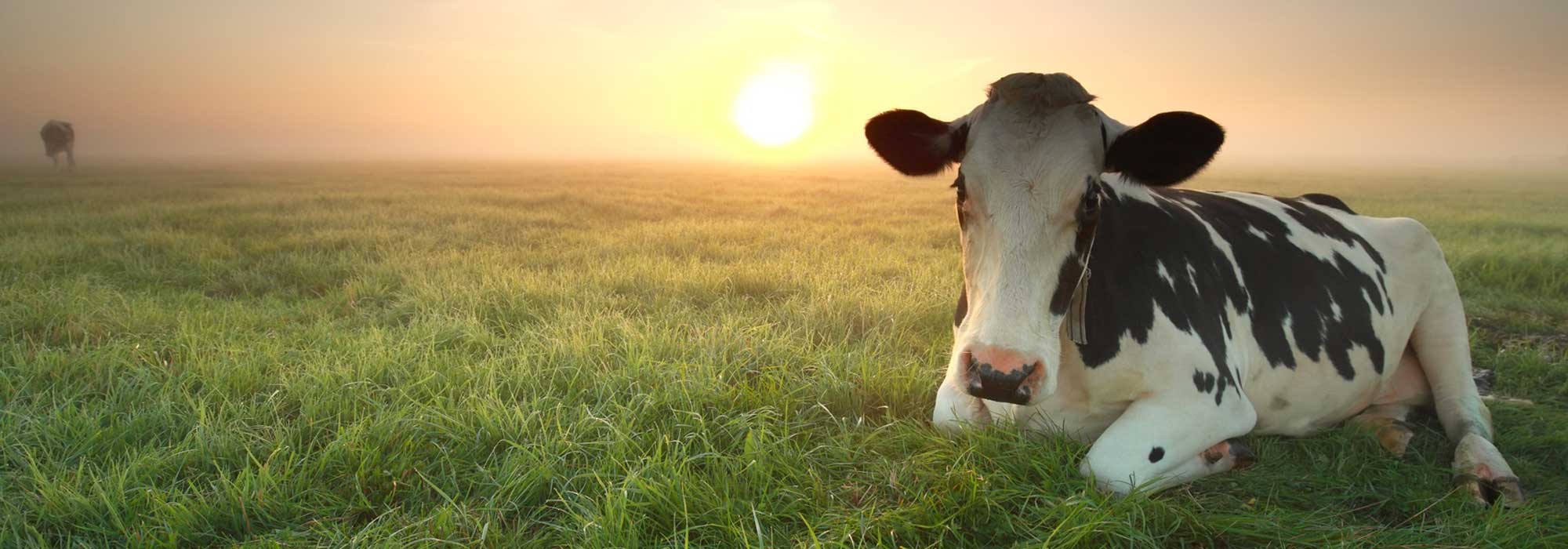 cow in field